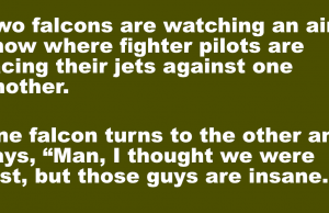 Two falcons are watching an air show