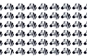 Can you find Odd One Out among Zebras in 10 seconds?