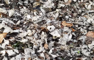 Can you find the hidden cat among these pile of leaves?