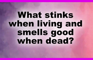 What stinks when living and smells good when dead?