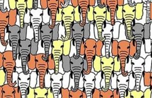 Almost everybody gets it wrong: Can you spot the panda hidden among the elephants?