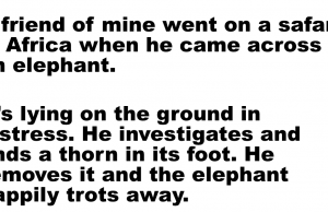 Elephants Never Forget