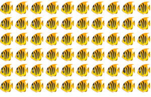 Can you spot the odd goldfish in this pic?