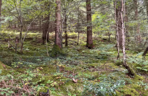 Can you spot the hidden puppy in this in this photo?