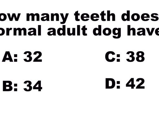 How many teeth does a normal adult dog have?