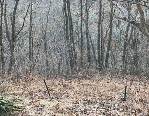 Only a few get it right – but can you find the deer in this picture?