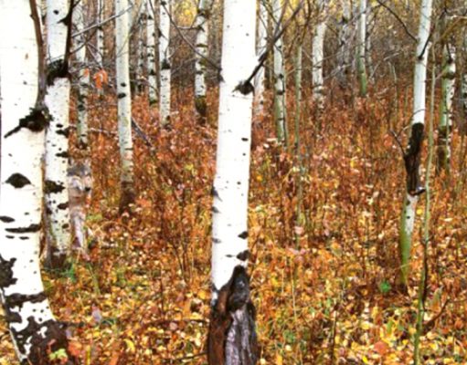 Can you find the hidden wolf in this picture?