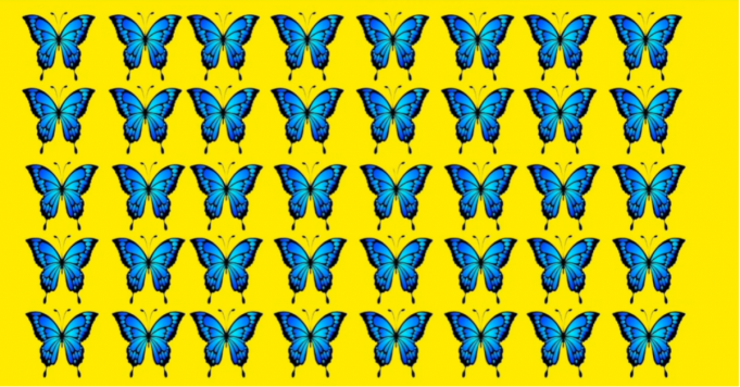 Can You Identify The Odd Butterfly In This Visual Test?
