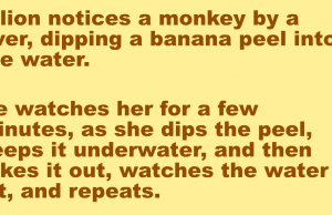 A lion notices a monkey dipping a banana peel into a river.