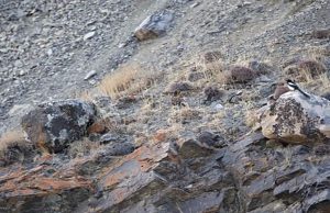 Nobody Can See The Hidden Animal. Can You Find It?