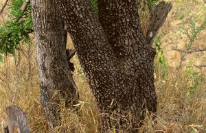 Can you spot the hidden Leopard? Most people fail