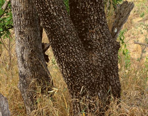 Can you spot the hidden Leopard? Most people fail