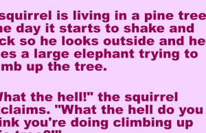 A squirrel is living in a pine tree. One day it starts to shake and rock.