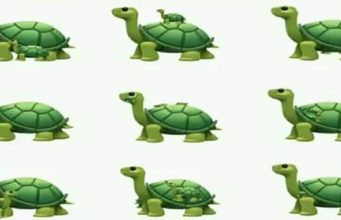 How Many Turtles Are There In This Picture?