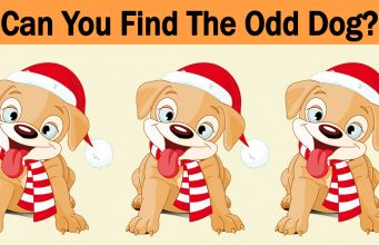 Can You Find The Odd Dog Out In This Picture?