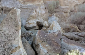 Can you spot the hidden animal that use cunning camouflage?