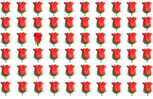 Spot the odd rose?