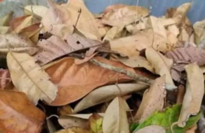This Cat Blends In Completely With This Pile Of Leaves. Can you find him?