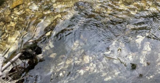 can you find the hidden snake in this river?