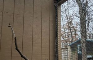 Most people fail – but can you find the sneaky owl in this picture?