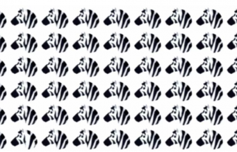 Can you find Odd One Out among Zebras in 10 seconds?