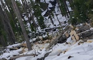 Can you spot the dog in the jungle?