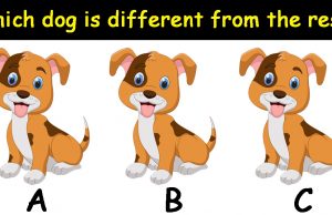 Challenge: Can you spot which dog is different from the rest?