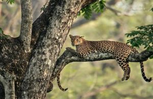 Can you spot the camouflaged leopard cub in this wildlife photo?