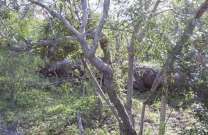 Can you spot the hidden leopard in this jungle?