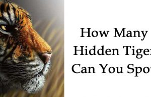 How Many Hidden Tiger Can You Spot?