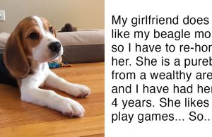 Girlfriend Tells Boyfriend ‘Either The Dog Goes Or I Go’.