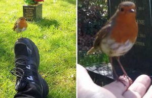 Bird Comforts Grieving Mom After She Asked for a “Sign” at Her Son’s Grave.