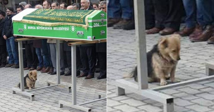 Heartbroken dog runs away from home every day – one day owner’s son decides to follow him