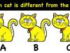 Many people get it wrong: Can you spot which cat is different?