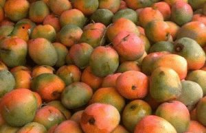 Can you spot the hidden parrot in the photo below?