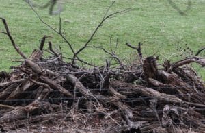 Can you spot the hidden animal in this picture?