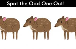 Can you spot the odd one out in this picture?