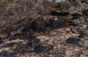 How many cat hidden in this photo?