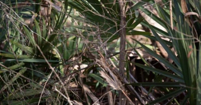 Can you spot the tiny bird among the branches?