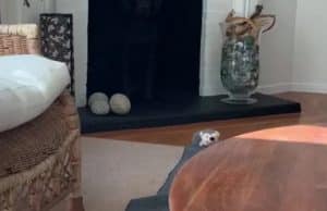 Can you spot the sneaky dog hiding in plain sight?