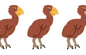 Can you spot the odd bird in this trio?