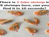 Can You Spot the Fake Shrimp in 10 Seconds?