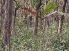 You Have a High IQ If You Can Spot Hidden Tiger in Jungle Photo in Just 12 Seconds