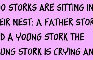 Two storks are sitting in their nest