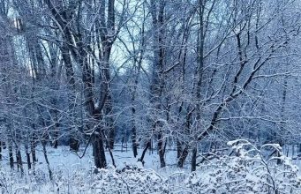 You Have A High IQ If You Can Spot The Hidden Dog In This Viral Photo Within 20 Seconds