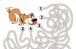 Help the dog through the maze