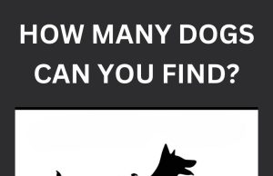 How many dogs do you see?