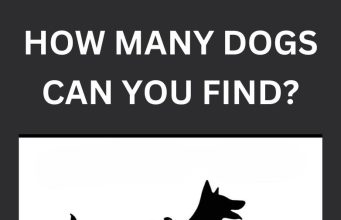 How many dogs do you see?